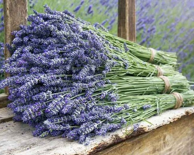 fotor_2023-5-27_11_53_16