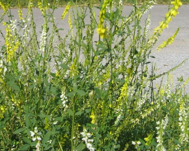 fotor_2023-5-27_9_54_38