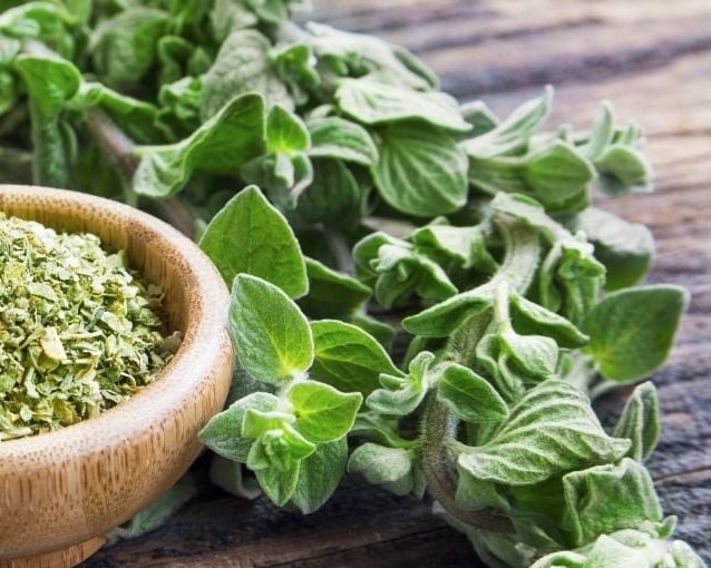 oregano